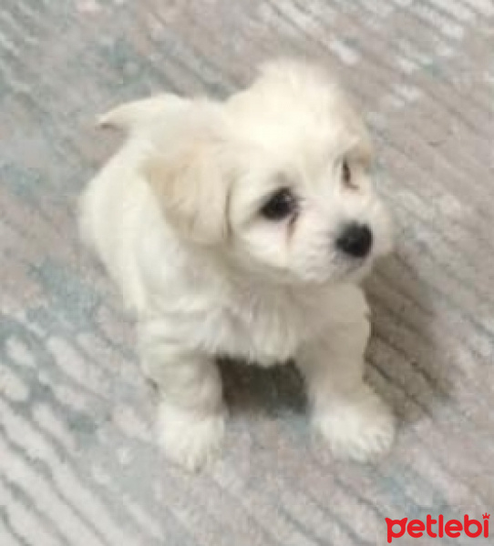 Maltese, Köpek  yumak fotoğrafı
