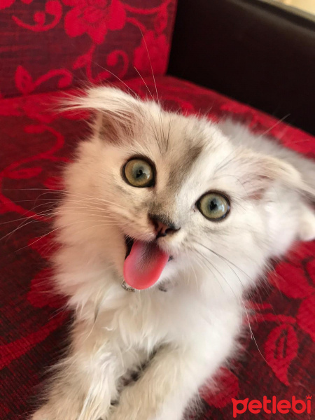 Scottish Fold, Kedi  Lidya fotoğrafı