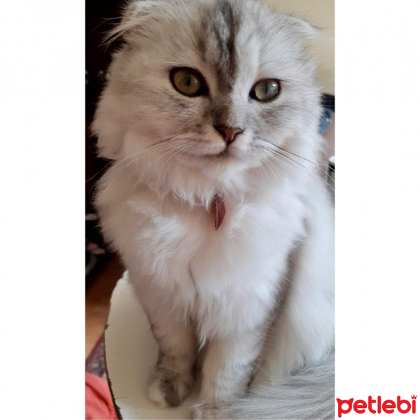 Scottish Fold, Kedi  Lidya fotoğrafı