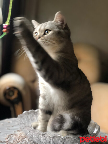 British Shorthair, Kedi  Pars fotoğrafı