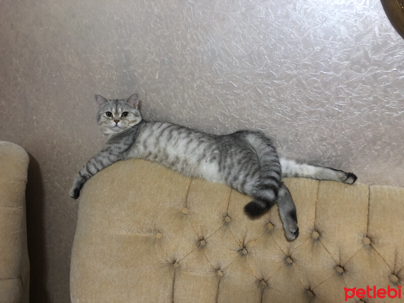 British Shorthair, Kedi  Pars fotoğrafı