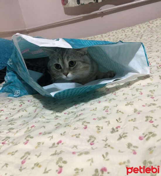 British Shorthair, Kedi  Pars fotoğrafı