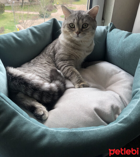 British Shorthair, Kedi  Pars fotoğrafı