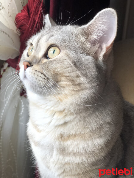 British Shorthair, Kedi  Pars fotoğrafı