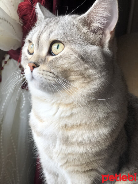 British Shorthair, Kedi  Pars fotoğrafı