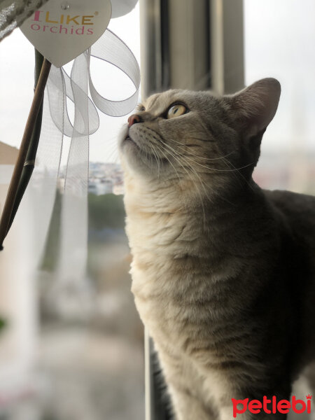 British Shorthair, Kedi  Pars fotoğrafı