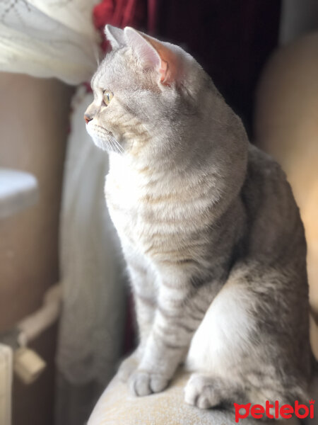 British Shorthair, Kedi  Pars fotoğrafı