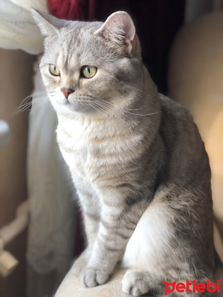 British Shorthair, Kedi  Pars fotoğrafı