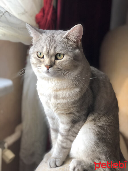 British Shorthair, Kedi  Pars fotoğrafı