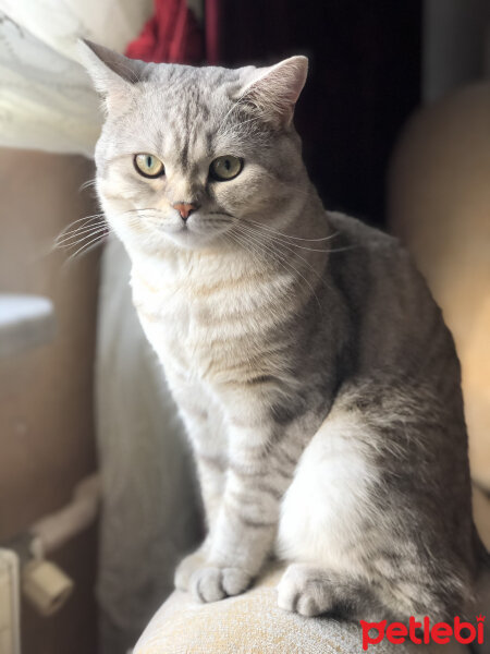 British Shorthair, Kedi  Pars fotoğrafı