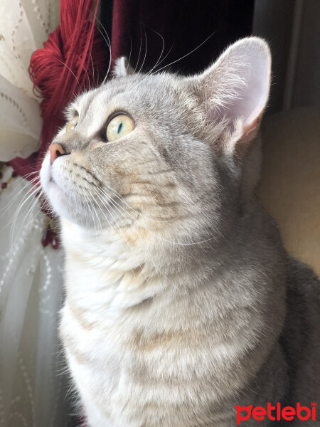 British Shorthair, Kedi  Pars fotoğrafı