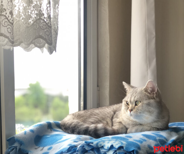 British Shorthair, Kedi  Pars fotoğrafı