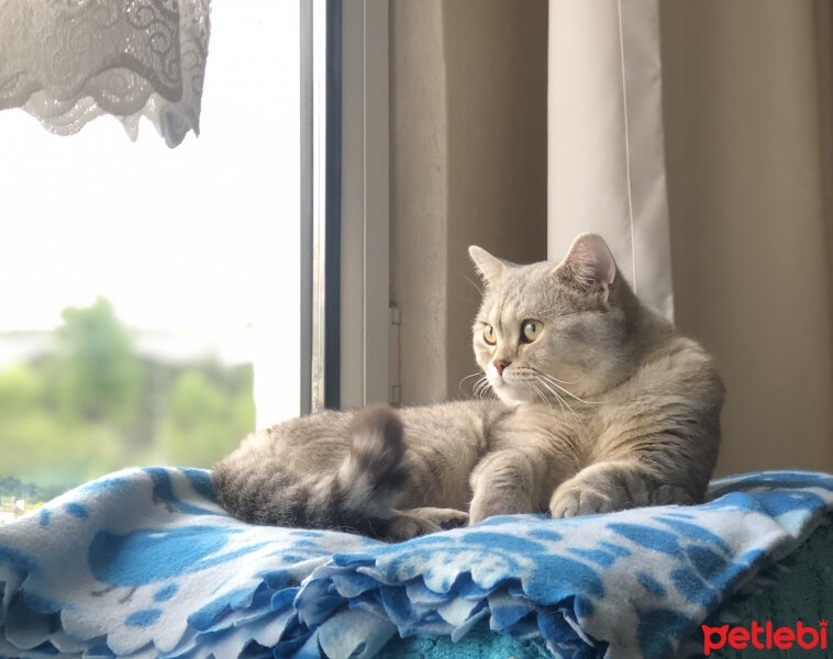 British Shorthair, Kedi  Pars fotoğrafı