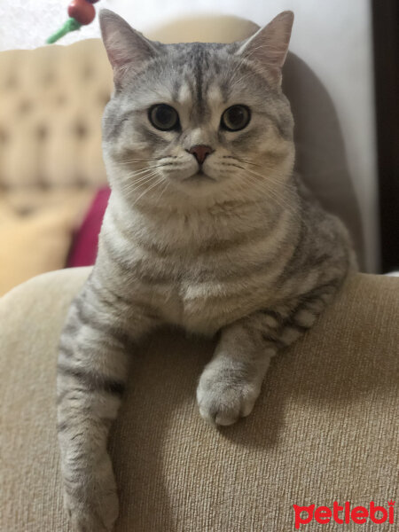 British Shorthair, Kedi  Pars fotoğrafı