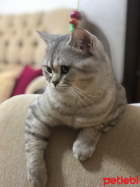 British Shorthair, Kedi  Pars fotoğrafı