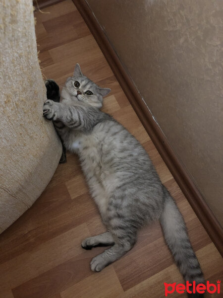 British Shorthair, Kedi  Pars fotoğrafı