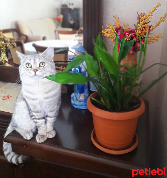 British Shorthair, Kedi  Pars fotoğrafı