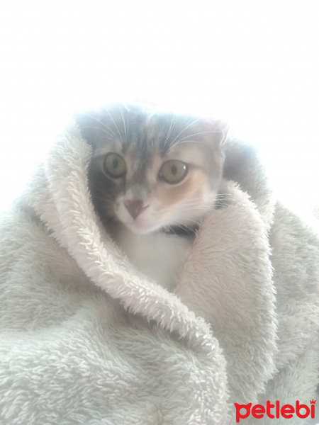 Tekir Kedi, Kedi  Limon fotoğrafı