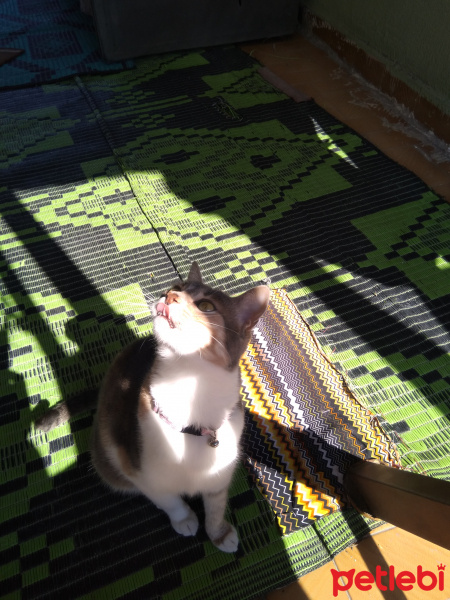 Tekir Kedi, Kedi  Limon fotoğrafı