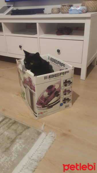 Tekir Kedi, Kedi  Mecnun fotoğrafı