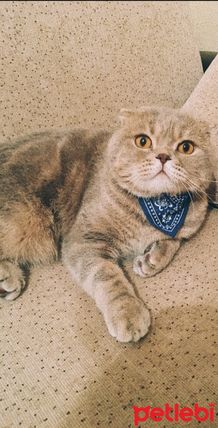 Scottish Fold, Kedi  Carlos fotoğrafı