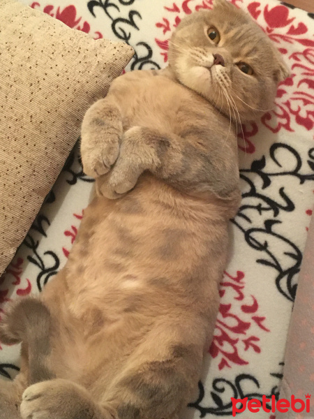 Scottish Fold, Kedi  Carlos fotoğrafı