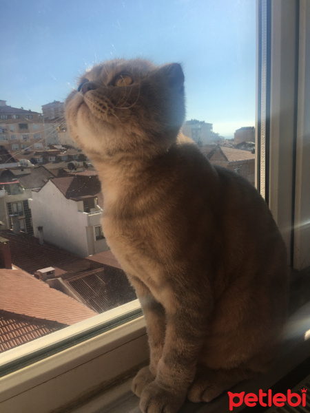 Scottish Fold, Kedi  Carlos fotoğrafı