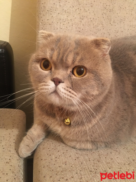 Scottish Fold, Kedi  Carlos fotoğrafı