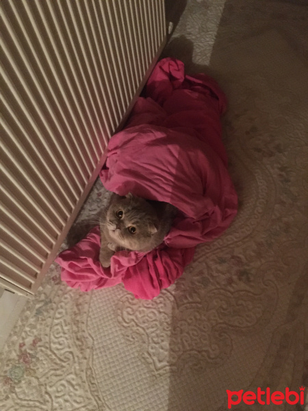 Scottish Fold, Kedi  Carlos fotoğrafı