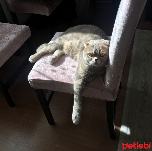 Scottish Fold, Kedi  Carlos fotoğrafı