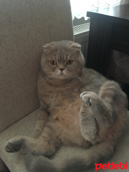 Scottish Fold, Kedi  Carlos fotoğrafı