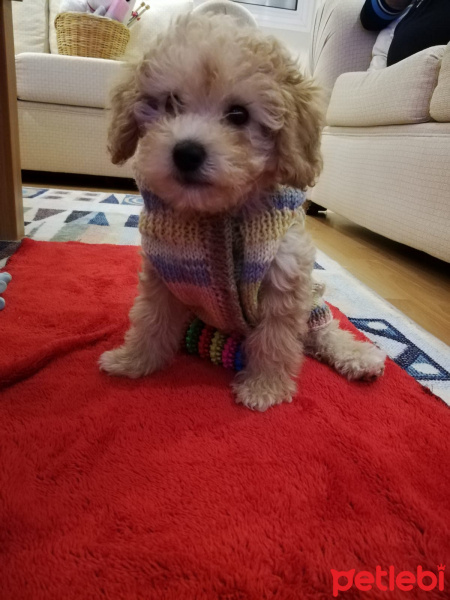 Poodle(Standart Kaniş), Köpek  Shila fotoğrafı