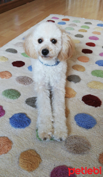 Poodle(Standart Kaniş), Köpek  Shila fotoğrafı
