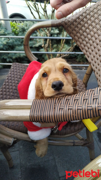 Amerikan Cocker Spaniel, Köpek  Tarçın fotoğrafı