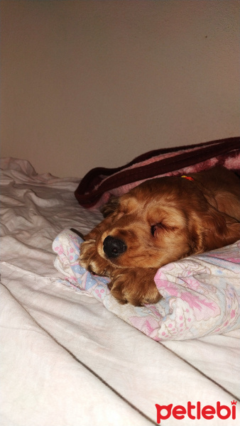 Amerikan Cocker Spaniel, Köpek  Tarçın fotoğrafı