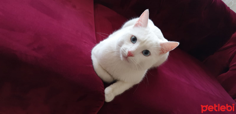 Van Kedisi, Kedi  Bulut fotoğrafı