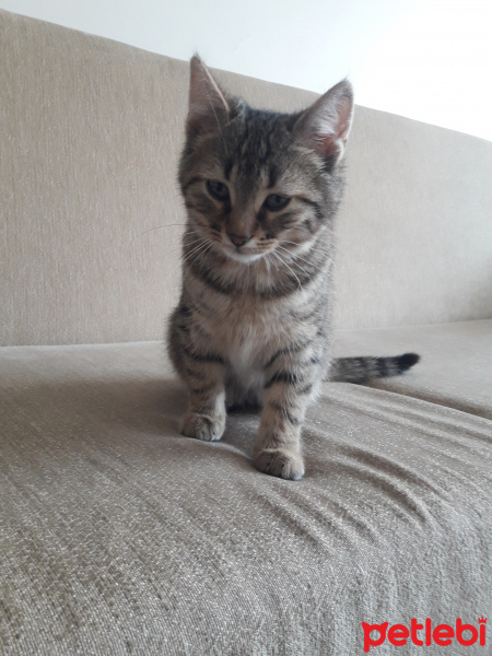 Tekir Kedi, Kedi  Pati fotoğrafı