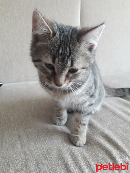 Tekir Kedi, Kedi  Pati fotoğrafı