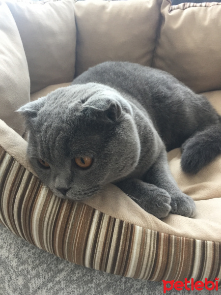 Scottish Fold, Kedi  Alice fotoğrafı
