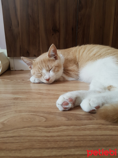Sarman, Kedi  gofret fotoğrafı