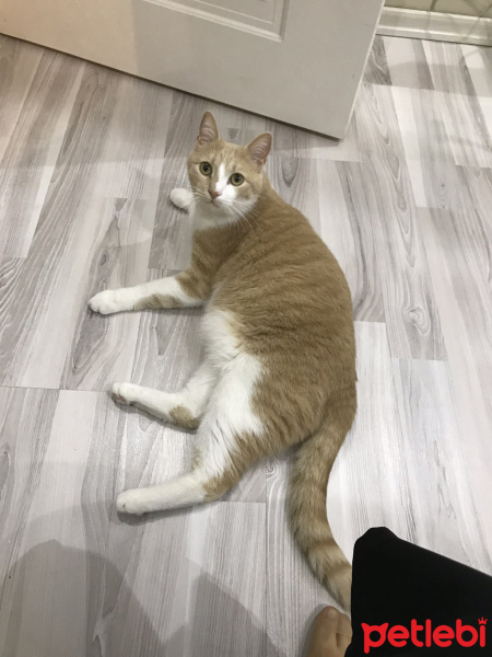 Sarman, Kedi  gofret fotoğrafı