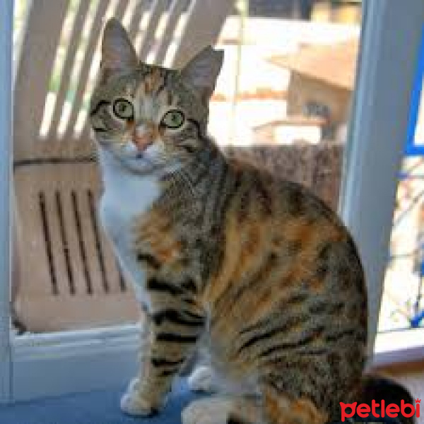 Somali, Kedi  mırmır fotoğrafı