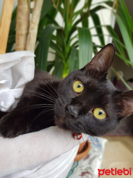 Tekir Kedi, Kedi  Zeytin fotoğrafı