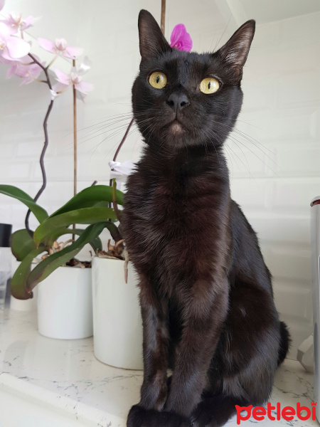 Tekir Kedi, Kedi  Zeytin fotoğrafı