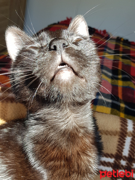 Tekir Kedi, Kedi  Zeytin fotoğrafı