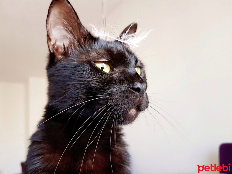 Tekir Kedi, Kedi  Zeytin fotoğrafı