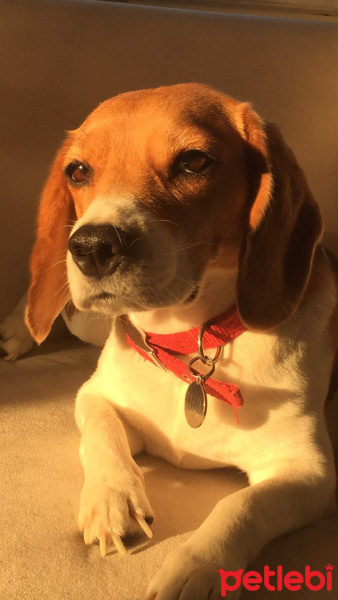 Beagle, Köpek  Ellie fotoğrafı