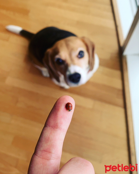 Beagle, Köpek  Ellie fotoğrafı