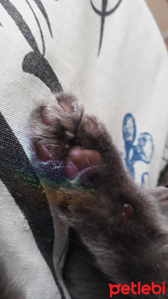 Tekir Kedi, Kedi  Turşu fotoğrafı
