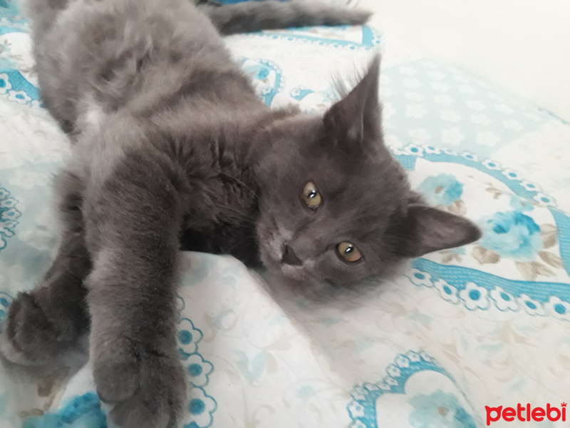 Tekir Kedi, Kedi  Turşu fotoğrafı